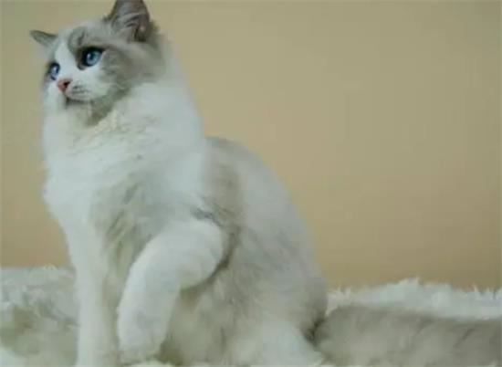 布偶猫是哪个国家的品种