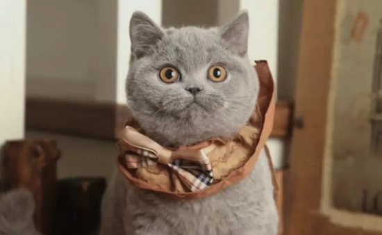 金黄眼睛的猫是什么品种