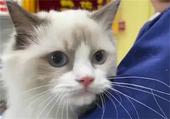 布偶猫是越大越不让主人抱