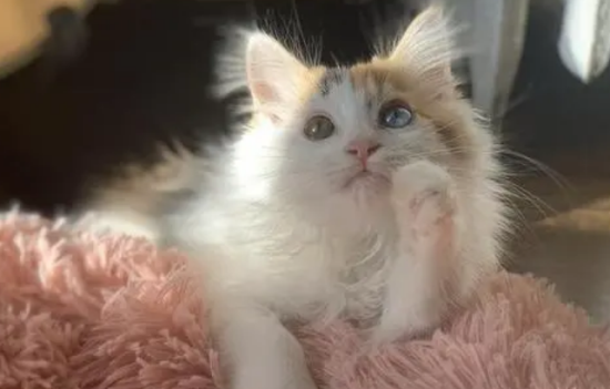 布偶田园猫混血照片