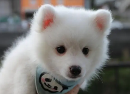 银狐犬洗澡的注意事项
