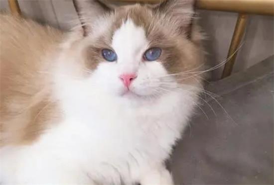 布偶猫能活几岁