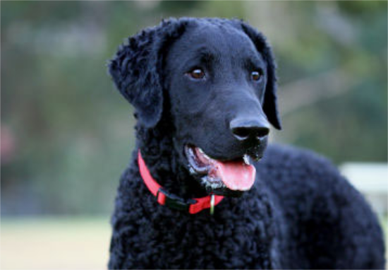 卷毛寻回犬感冒怎么办？这里可以了解~