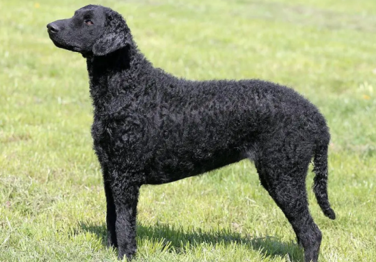 卷毛寻回犬怎么喂养 饲喂时要定时定量