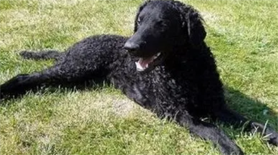 卷毛寻回犬拉肚子怎么办？