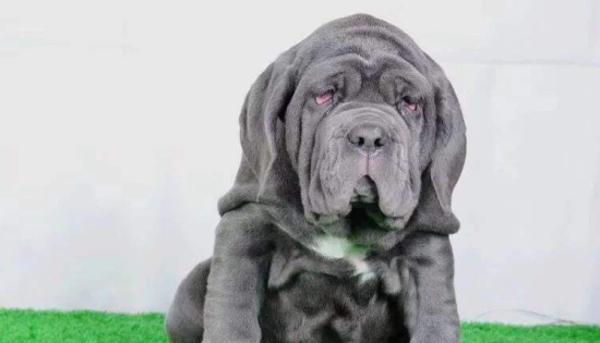 纽波利顿獒犬喂养技巧指南
