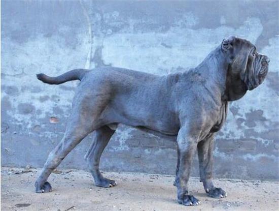 纽波利顿獒犬寿命？宠主需要注意了