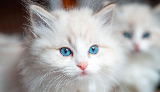 布偶猫可以吃什么水果