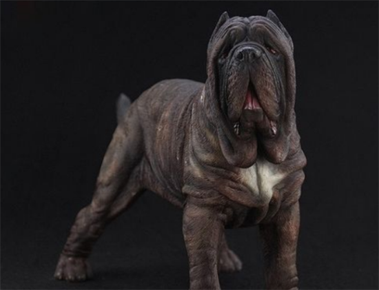 纽波利顿獒犬怎么养？做好每日清洁工作