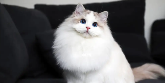 布偶猫好养吗