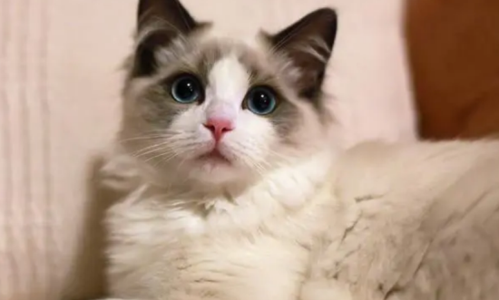 布偶猫好还是蓝猫好