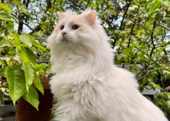火焰布偶猫幼崽多少钱一只