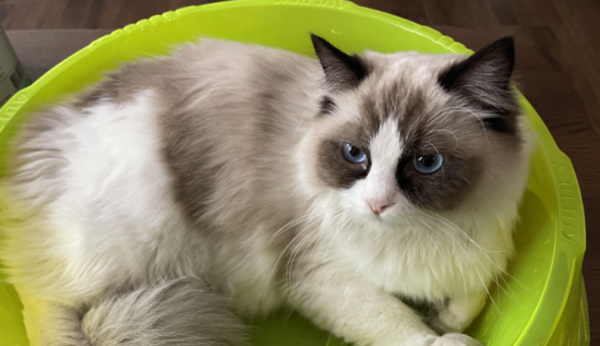 布偶猫好养活吗