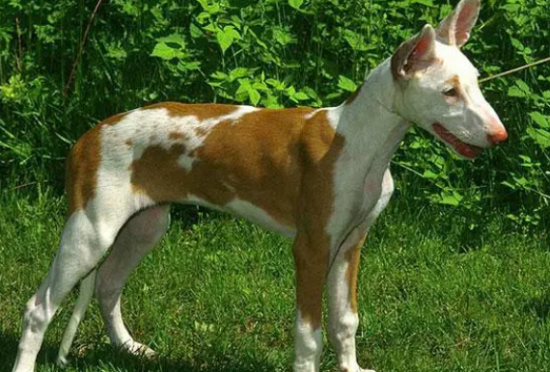 伊比赞猎犬感冒怎么办？感冒怎么治？