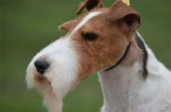 猎狐梗犬握手怎么训练？