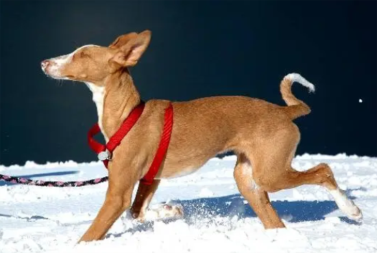 伊比赞猎犬叼东西怎么训练？怎么才能教会它？