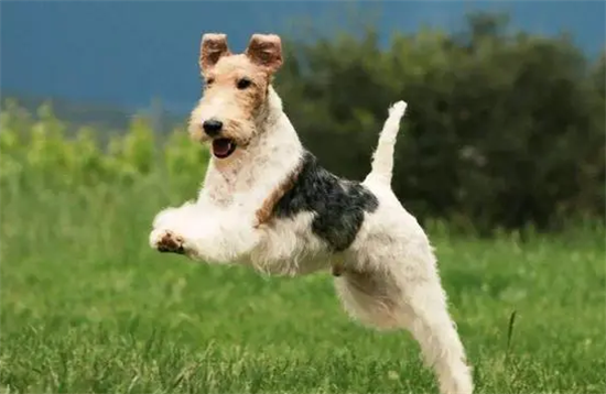 猎狐梗犬握手怎么训练？感兴趣的可以了解一下~