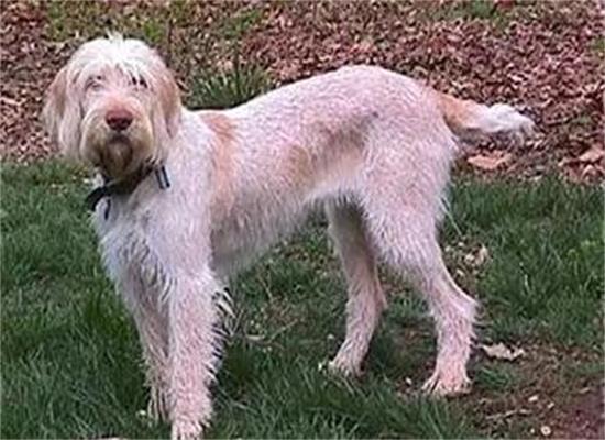 史毕诺犬不能吃什么？