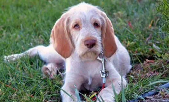 史毕诺犬有跳蚤怎么办？去跳蚤的方法如下。
