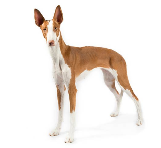 伊比赞猎犬发烧怎么解决？教你怎么处理热恼狗狗