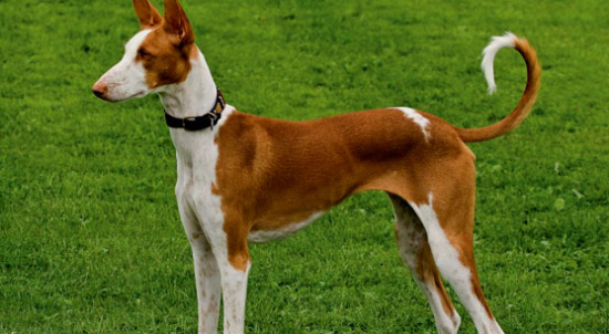 伊比赞猎犬好养吗？该犬毛发较容易打理