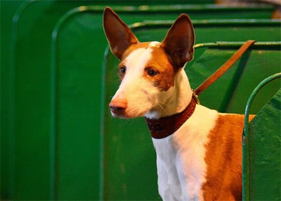 伊比赞猎犬吐了需要怎么办
