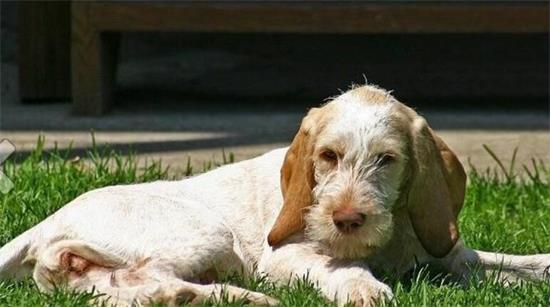 史毕诺犬的起源和历史