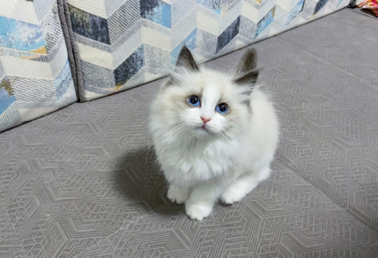 2个月的布偶猫怎么看品相