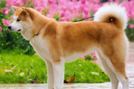 秋田犬怎么训练它听话？耐心很重要