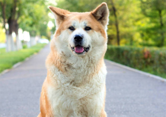 秋田犬爪子受伤了怎么处理？宠主来看看吧