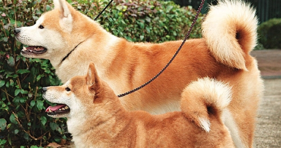 秋田犬和柴犬哪个更适合家庭