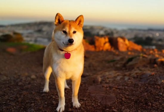 不知道怎么教日本秋田犬大小便？来这里瞧一瞧