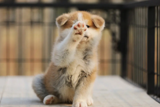 秋田犬感冒吃什么药？可以来学习一下吧！
