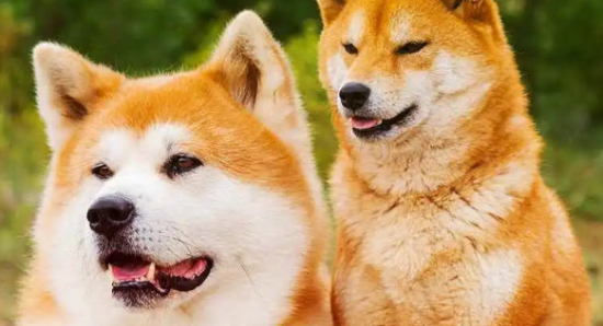 秋田犬和柴犬的区别