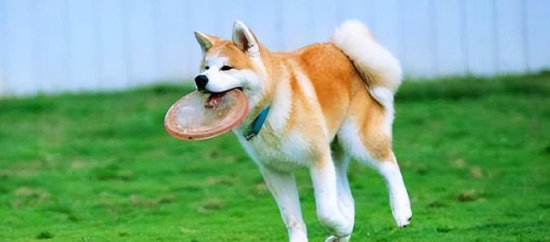 秋田犬好养吗