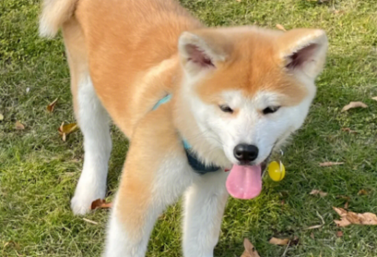 秋田柴犬是一个品种吗