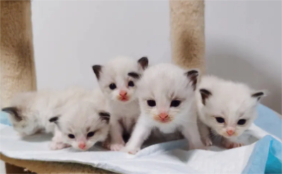 最便宜的布偶猫幼猫多少钱一只