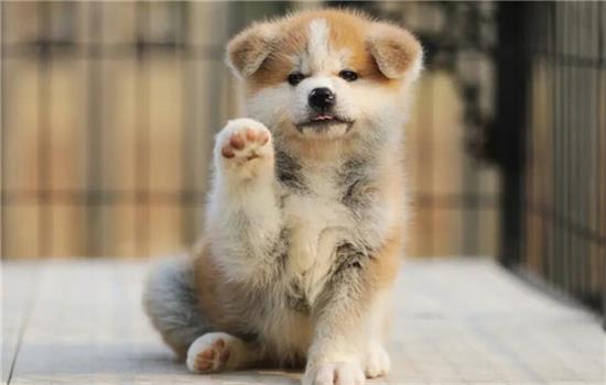 秋田犬合适看家吗？秋田犬乱叫的缘故！