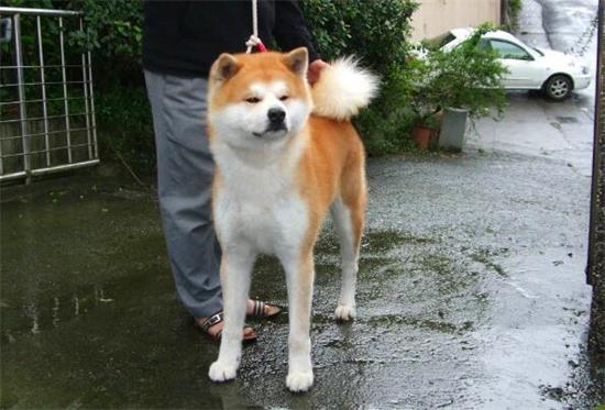 秋田犬怕冷么？不知道的来看看