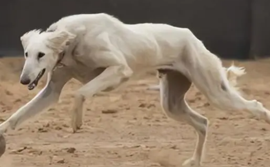 细犬怎么喂食？宠主来这里看下吧