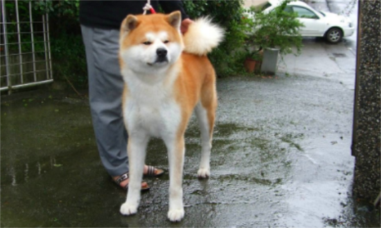 秋田犬正常能生几个小狗？秋田犬的毛色遗传