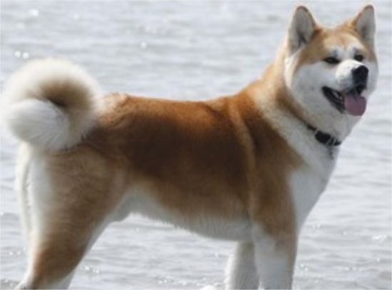 秋田犬呕吐透明液体怎么办？治疗秋田犬呕吐有妙招