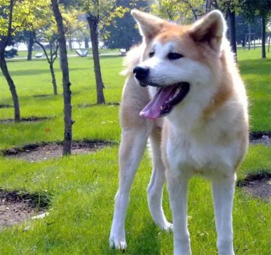 秋田犬和柴犬的外形区分特点