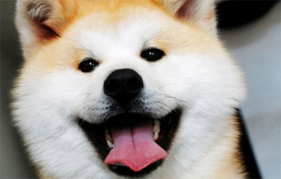 秋田犬洗澡最佳时间及步骤与注意事项！