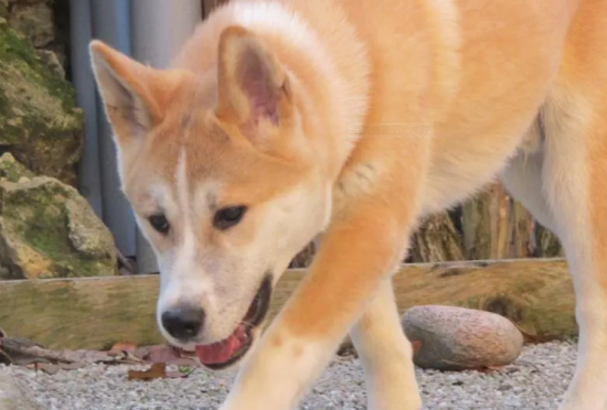 秋田犬的训练方法？