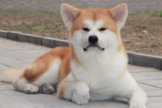 秋田犬几个月成年？你知道吗？