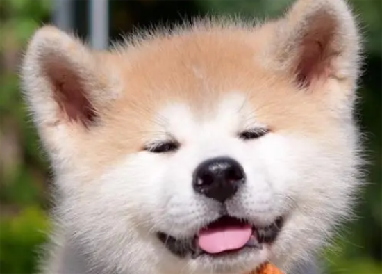 秋田犬母犬什么时候发情？来这里看看吧