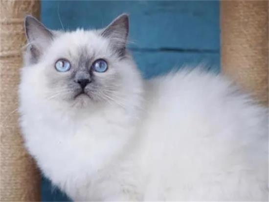 重点色布偶猫价格多少钱一只 图片