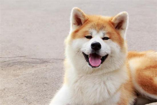 几个月大的秋田犬可以开始训练？