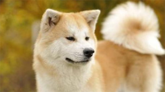 秋田犬洗澡最佳时间及步骤与注意事项！
